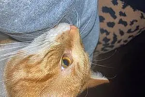 Name Tabby Cat Cheeto