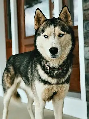 Name Husky Dog Juno