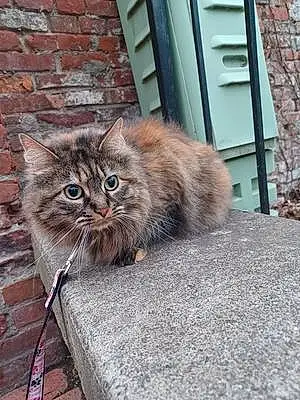 Siberian Cat Hope-the Princess