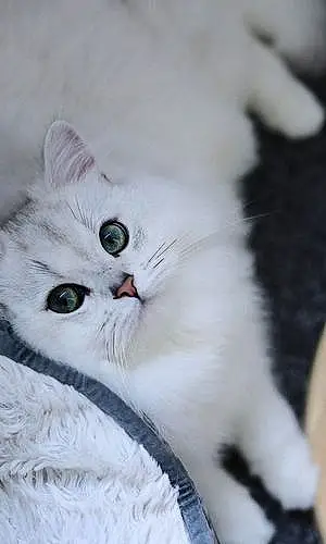 Scottish Fold Cat Pixie