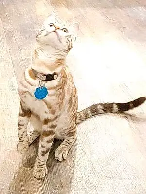 Name Bengal Cat Cara