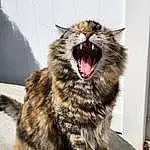 Cat, Felidae, Carnivore, Small To Medium-sized Cats, Whiskers, Yawn, Fang, Snout, Paw, Domestic Short-haired Cat, Furry friends, Terrestrial Animal, Claw, Window, Tooth, Foot