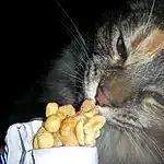 Cat, Carnivore, Food, Felidae, Ingredient, Small To Medium-sized Cats, Whiskers, Cat Food, Plant, Cat Supply, Nut, Snout, Comfort, Peanut, Paw, Domestic Short-haired Cat, Natural Foods, Nuts & Seeds, Vegetable, Claw