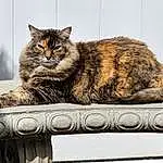 Cat, Felidae, Carnivore, Small To Medium-sized Cats, Rectangle, Whiskers, Snout, Outdoor Furniture, Wood, Terrestrial Animal, Tail, Domestic Short-haired Cat, Furry friends, Comfort, Sitting, Tree, Outdoor Bench, Bench, Metal, Claw