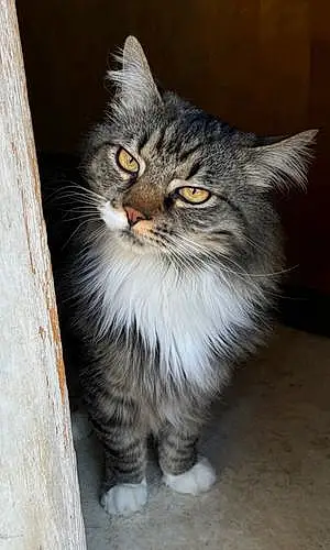 Siberian Cat Tom