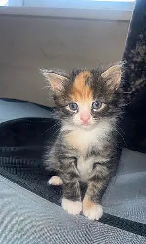 Name British Shorthair Cat Ginny
