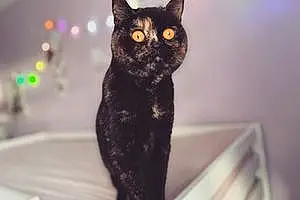 Name British Shorthair Cat Dottie