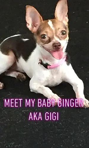 Name Chihuahua Dog Gigi