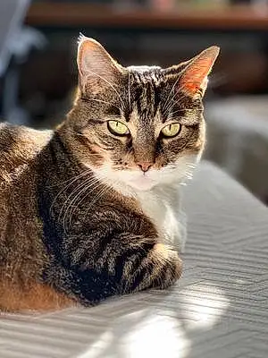 Name American Shorthair Cat Juno