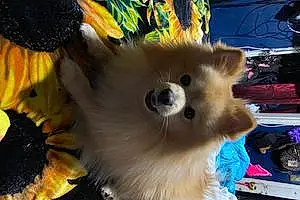 Name Pomeranian Dog Fabio