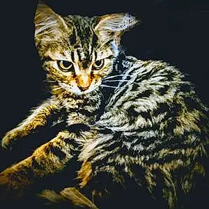 Name Tabby Cat Grumpy