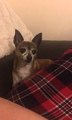 Name Chihuahua Dog Bentley