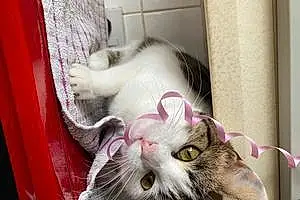 Name British Shorthair Cat Cookie