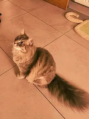 Scottish Fold Cat Luna