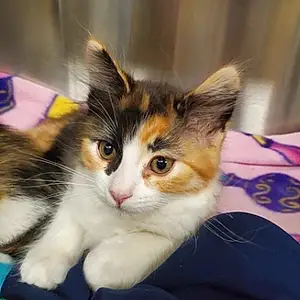 Name American Shorthair Cat Fiona