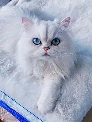 Name Persian Cat Kali