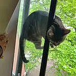 Cat, Window, Felidae, Carnivore, Small To Medium-sized Cats, Plant, Grass, Fawn, Tree, Whiskers, Wood, Tints And Shades, Snout, Tail, Shade, Chair, Terrestrial Animal, Glass, Domestic Short-haired Cat, Metal
