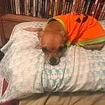Brown, Dog, Bookcase, Comfort, Carnivore, Textile, Book, Dog breed, Fawn, Companion dog, Shelf, Working Animal, Publication, Bed, Dog Supply, Tints And Shades, Linens, Bedding, Bedroom