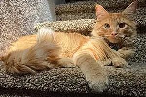 Name Maine Coon Cat Kirby