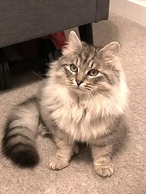 Siberian Cat Gustav