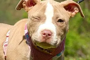 Name Pitt Bull Terrier Dog Cleo