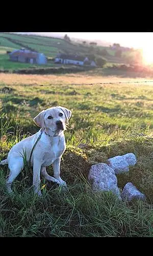 Name Labrador Retriever Dog Beatrice