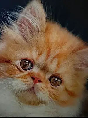 Persian Cat Roco