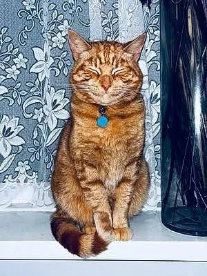 Name British Shorthair Cat Harry