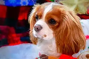 Name Cavalier King Charles Spaniel Dog Lady
