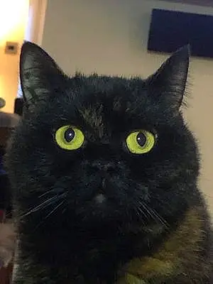 Persian Cat Coco