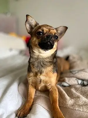 Name Chihuahua Dog Minnie