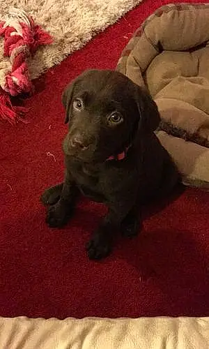 Name Labrador Retriever Dog Callie