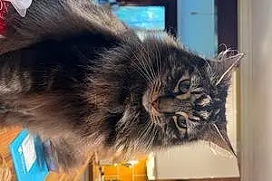Name Maine Coon Cat Hector