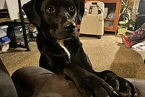 Name Labrador Retriever Dog Kai