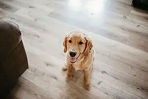 Name Golden Retriever Dog Bentley