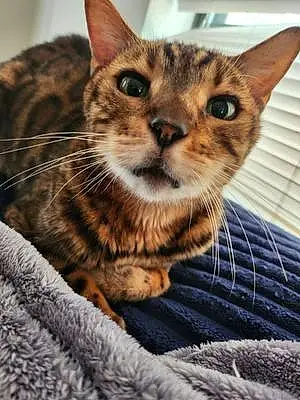 Name Bengal Cat Ernie