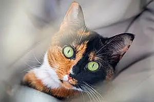 Name British Shorthair Cat Minnie