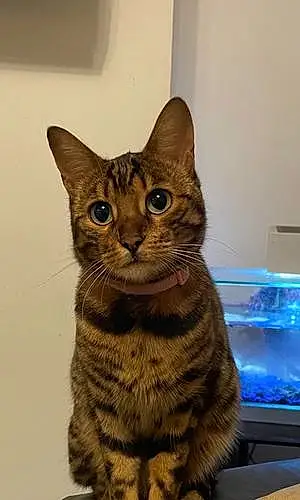 Name Bengal Cat Fish