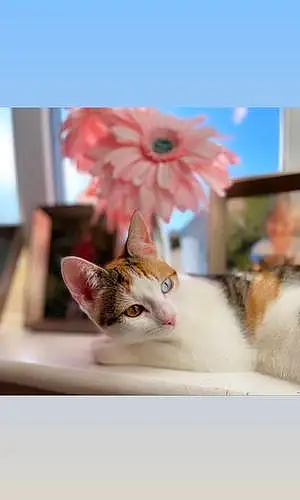 Name British Shorthair Cat Baby