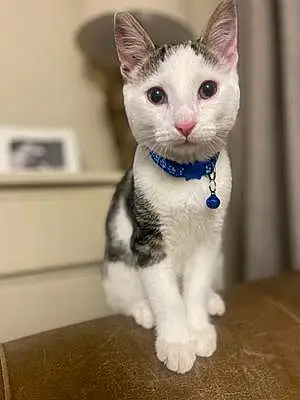 Name Cat Benny