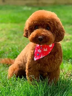 Name Poodle Dog Roxy