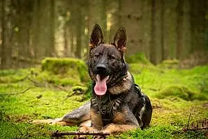 Name German Shepherd Dog Alfie