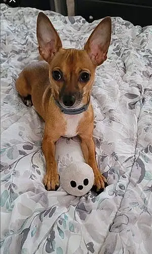 Name Chihuahua Dog Brooklyn