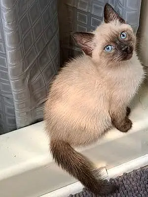 Name Siamese Cat Mia
