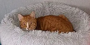 Name British Shorthair Cat Fred
