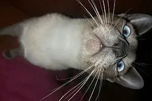 Name Siamese Cat Dexter