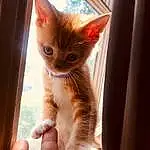 Window, Cat, Felidae, Carnivore, Fawn, Wood, Whiskers, Small To Medium-sized Cats, Tail, Domestic Short-haired Cat, Paw, Furry friends, Human Leg, Claw, Foot, Nail, Comfort, Sitting