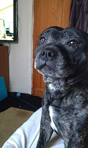 Name Staffordshire Bull Terrier Dog Oscar