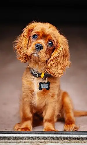 Name Cavalier King Charles Spaniel Dog Fudge