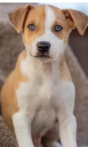 Name Dog Kai
